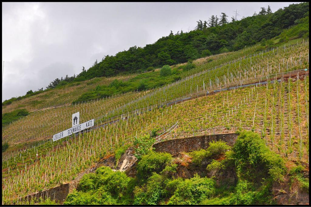 Pension Adelheid Moselhype&Wine เซลล์อันแดร์โมเซล ภายนอก รูปภาพ